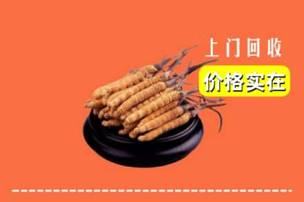 东营市广饶回收冬虫夏草